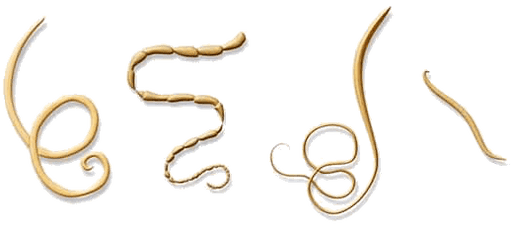 NEOflorax helps against all known helminths