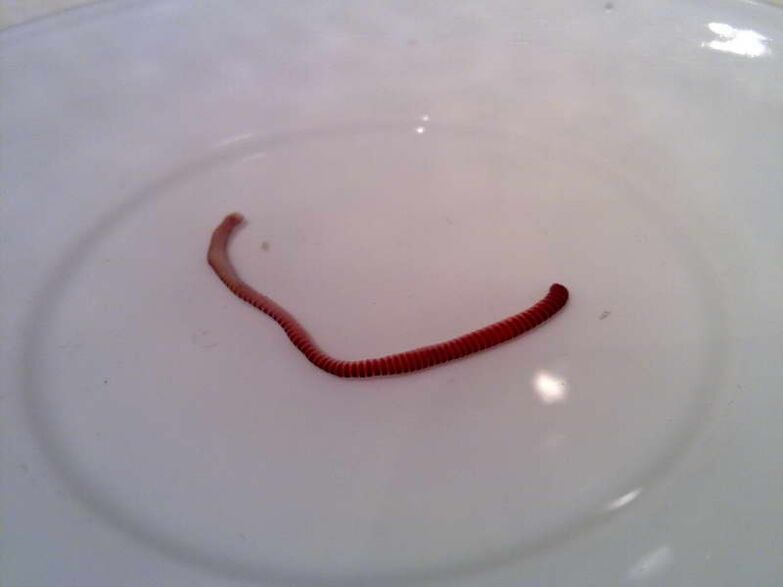 human body parasite